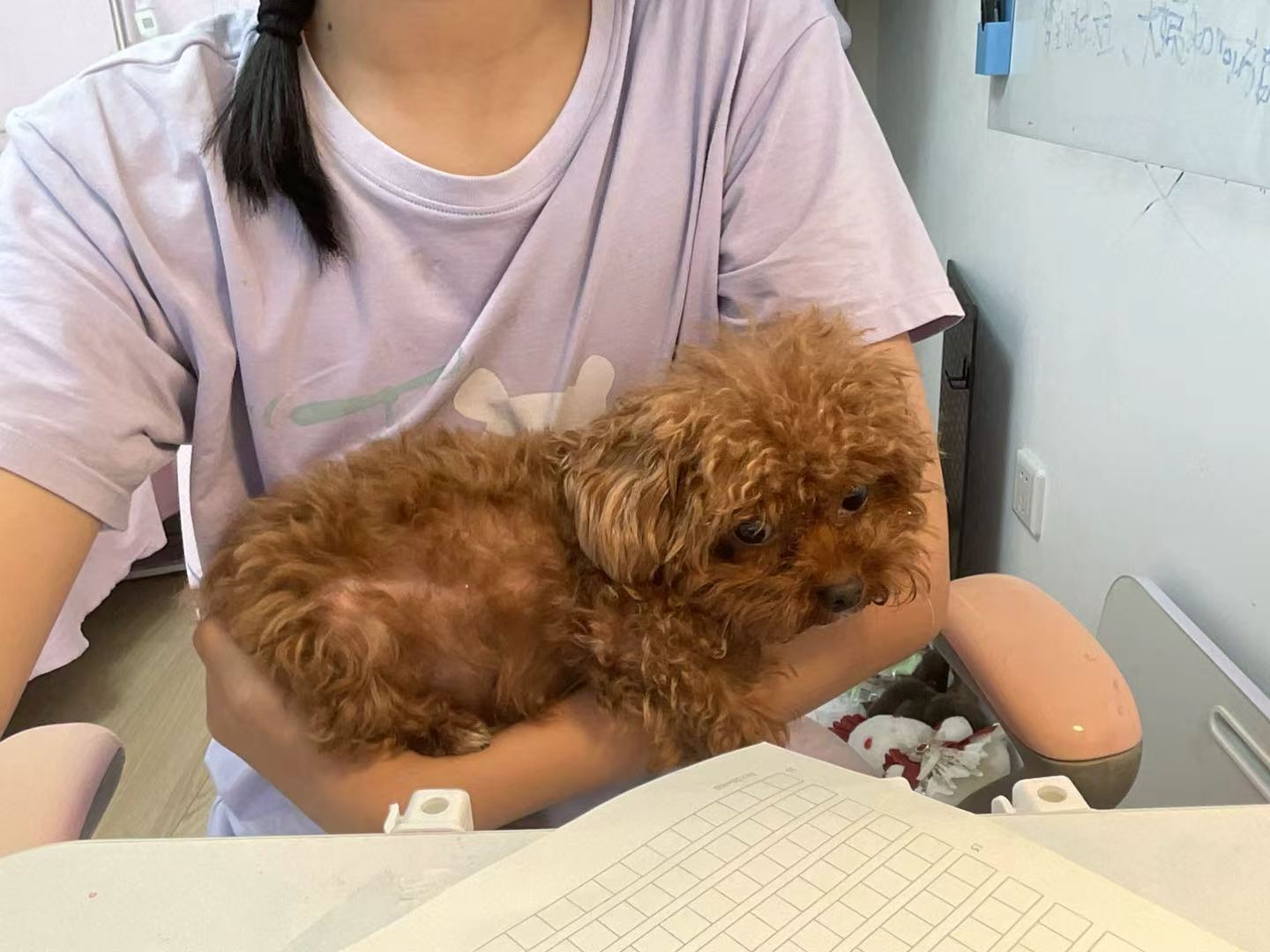 叮叮依偎在女孩怀里，前方的桌上放着作业本